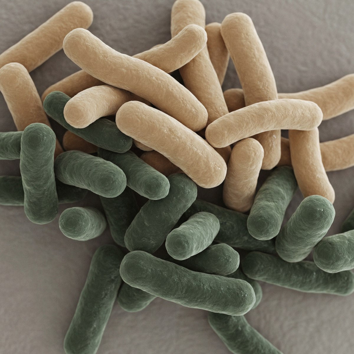 Microbial Identification